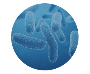Probiotics