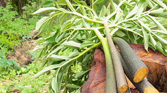 Glucomannan